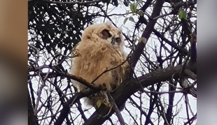 Las aves de nuestro Colegio