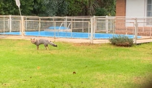 Biodiversidad desde los balcones